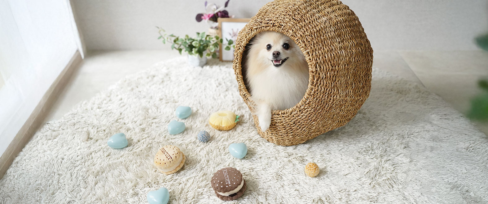 白い犬がやさしい雰囲気の室内でくつろいでいるPAWMIのイメージ写真
